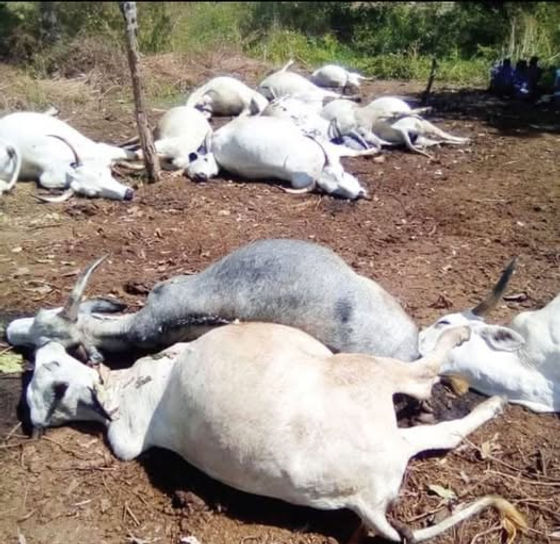 Wa East District: Armed Men Attack Cattle, Kill 26 Animals, Owner Demand&nbsp;Justice