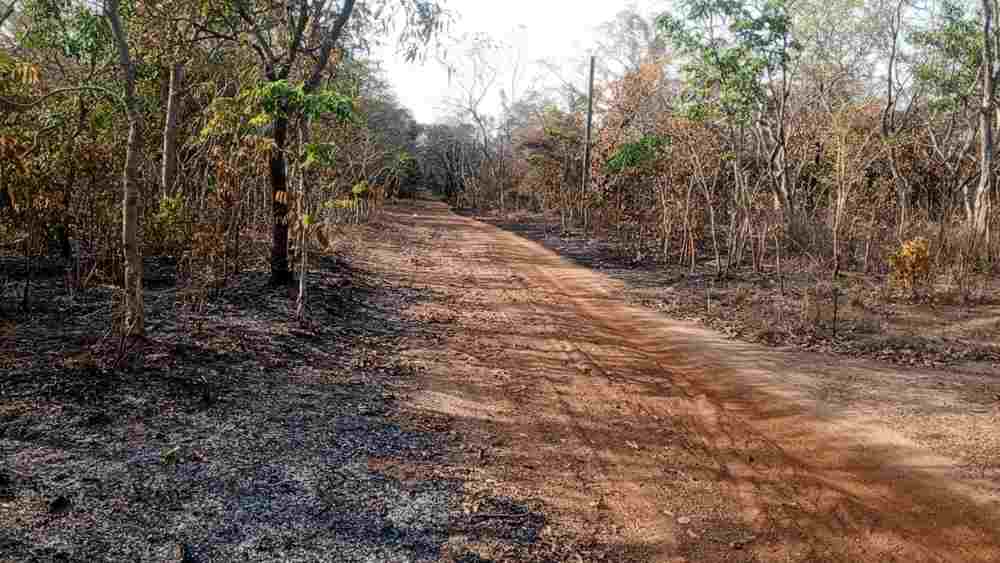 Upper West: Wa Forest Reserve Razed by&nbsp;Fire